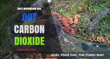 Mushroom Mystery: CO2 Emissions Explained
