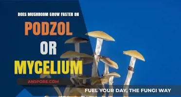 Podzol vs. Mycelium: Which Medium Speeds Up Mushroom Growth?