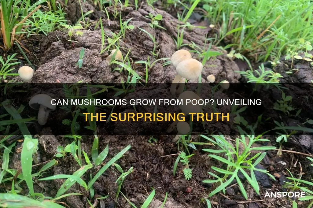 does mushroom grow from poop