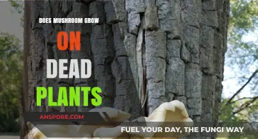 Do Mushrooms Thrive on Dead Plants? Uncovering the Truth