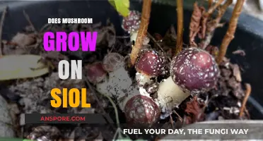 Do Mushrooms Grow on Soil? Unveiling the Truth About Fungal Growth