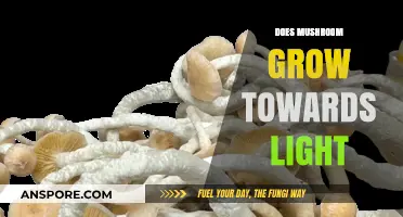 Do Mushrooms Grow Towards Light? Exploring Phototropism in Fungi