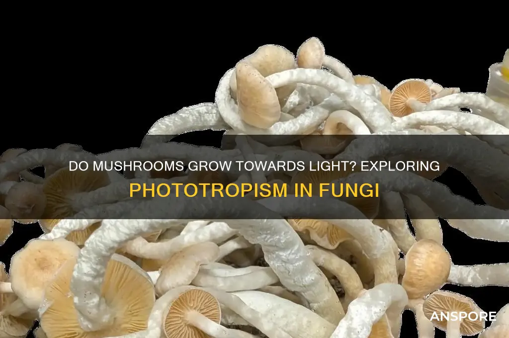 does mushroom grow towards light