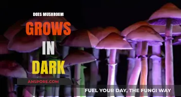 Do Mushrooms Thrive in Darkness? Exploring Their Growth Conditions