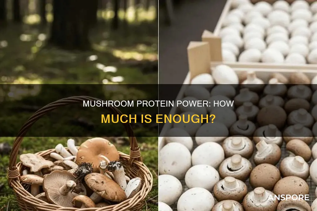 does mushroom have a lot of protein