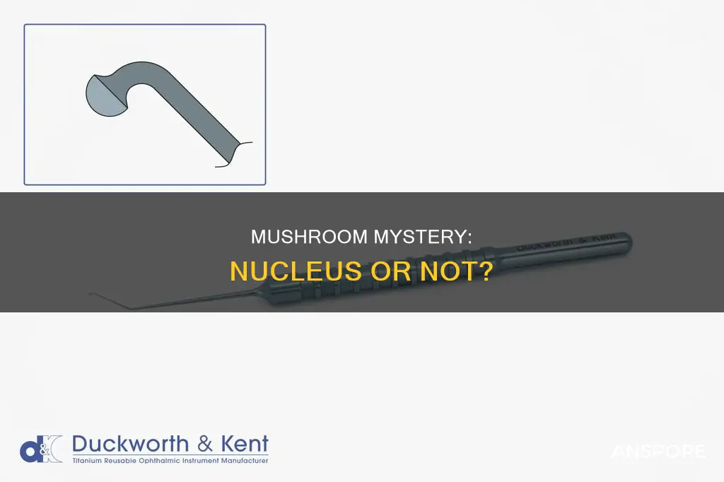 does mushroom have a nucleus