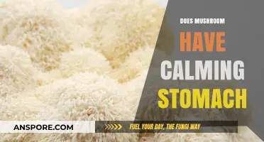 Mushroom's Superpower: Calming Your Stomach