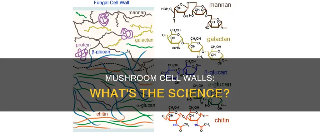 does mushroom have cell wall