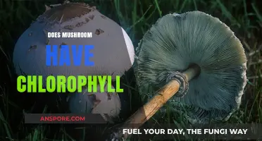 Mushroom Mystery: Chlorophyll Content in Fungi
