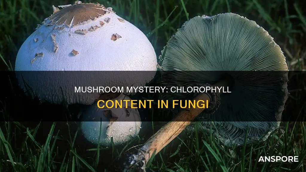 does mushroom have chlorophyll