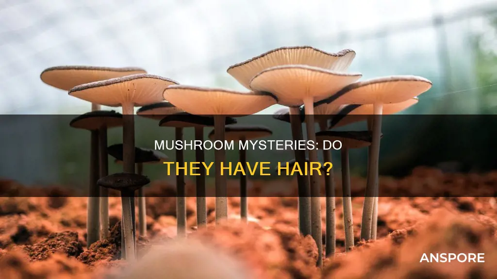 does mushroom have hair