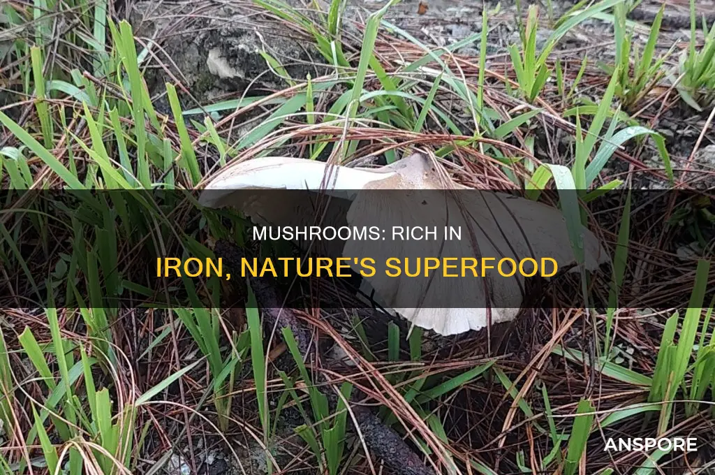 does mushroom have iron in them