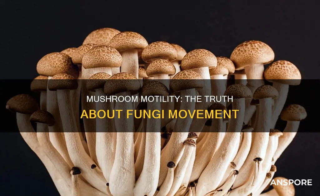 does mushroom have motile