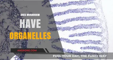 Mushroom Intricacies: Do They Have Organelles?