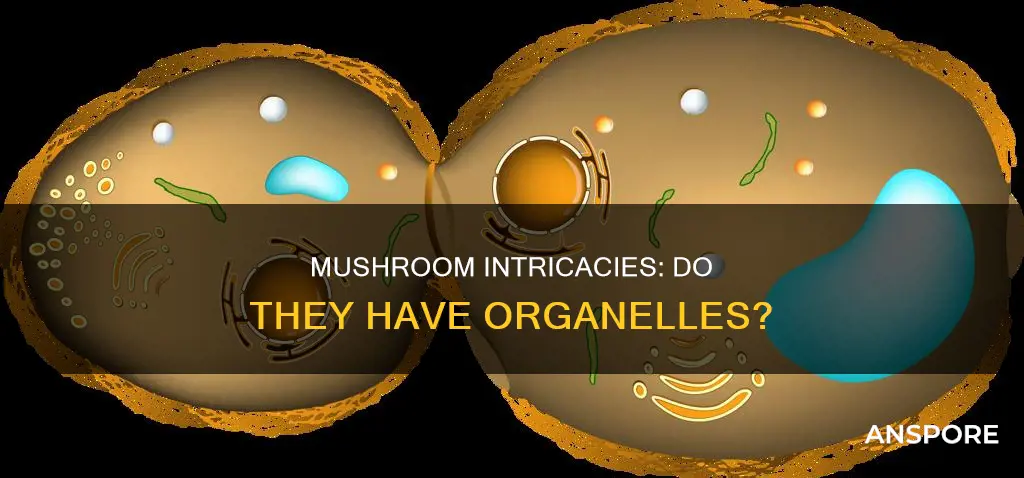 does mushroom have organelles