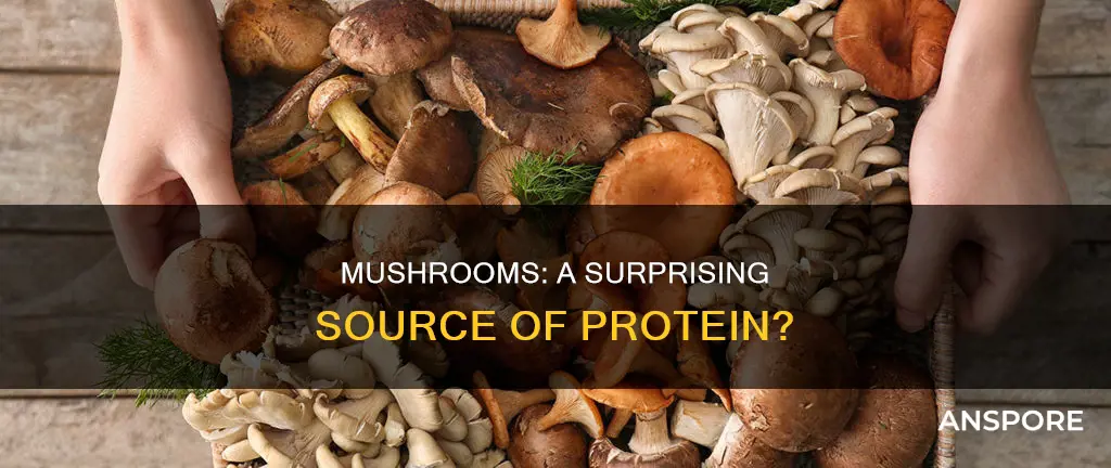 does mushroom have protien