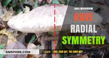 Mushroom Mystery: Radial Symmetry Explained