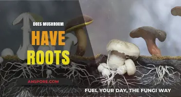 Mushroom Roots: What's the Deal?