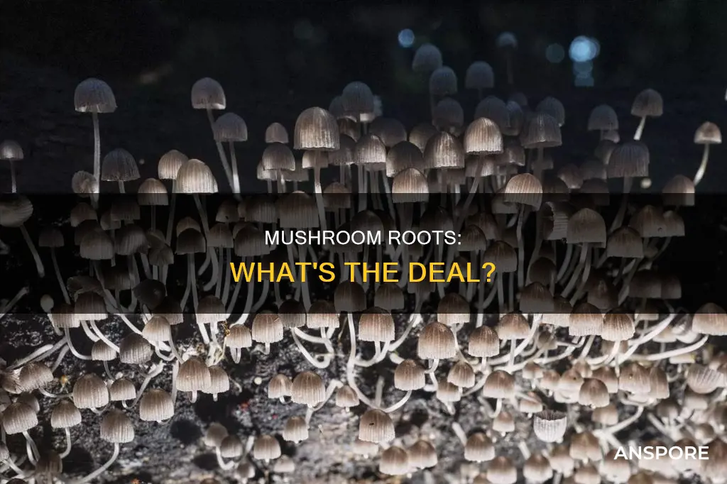 does mushroom have roots