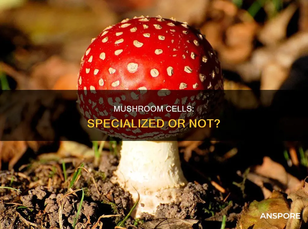 does mushroom have specialized cells