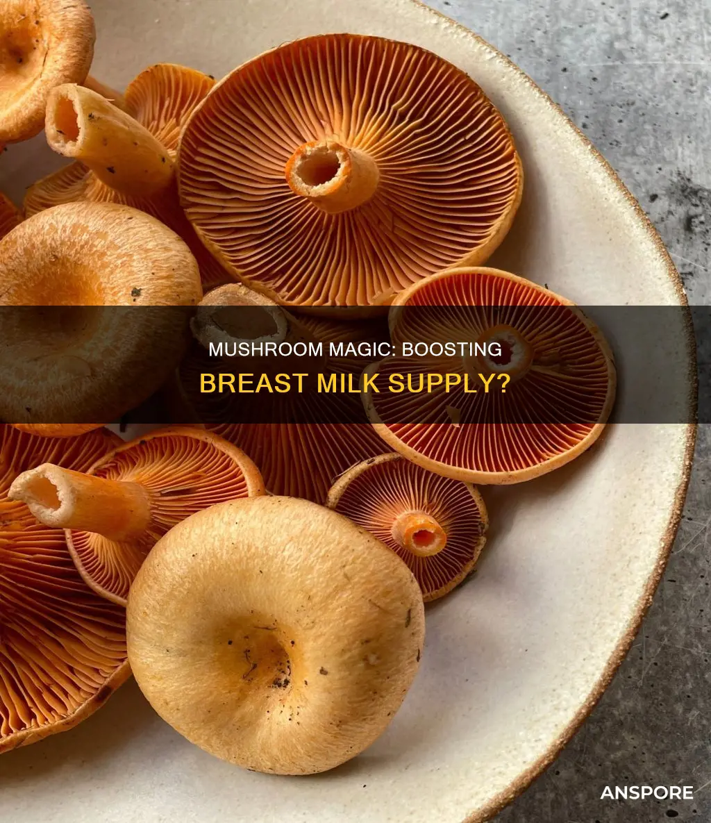 does mushroom increase breast milk