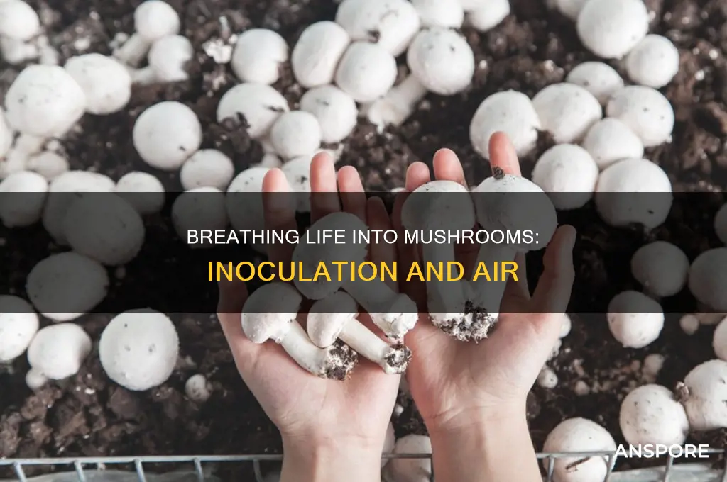 does mushroom inoculation need to breath