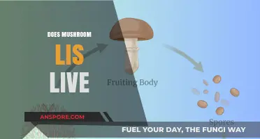 Mushroom's Superpower: The Secret to Longevity