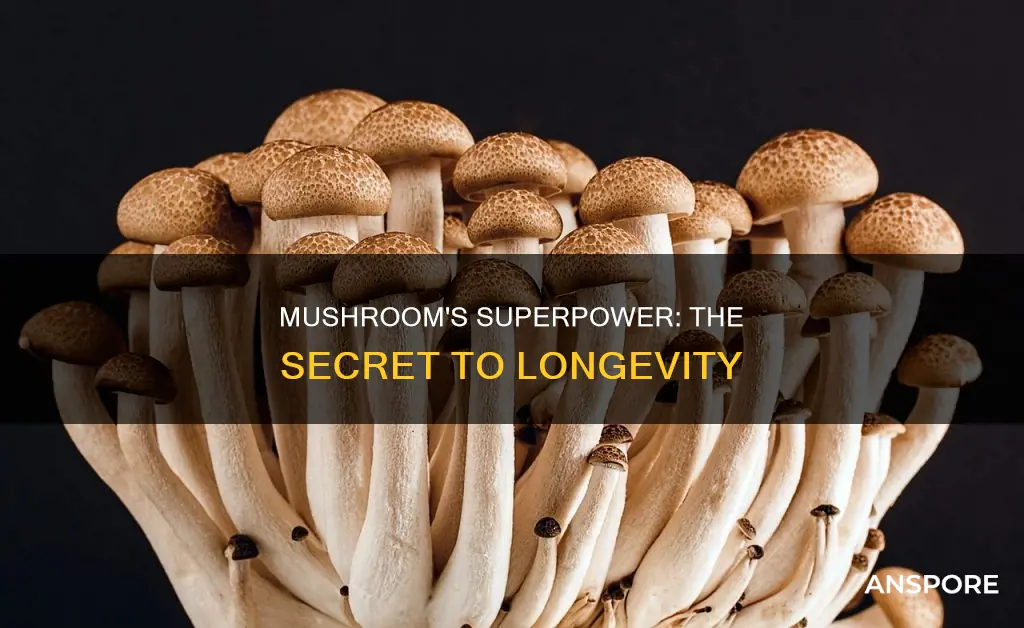 does mushroom lis live