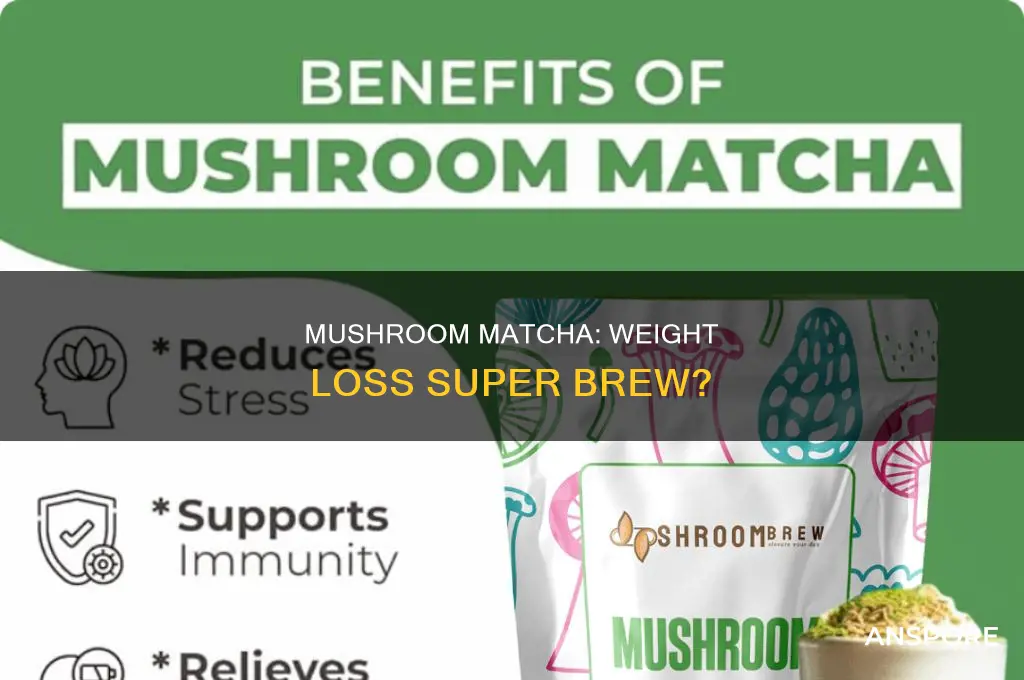 does mushroom matcha help you lose weight