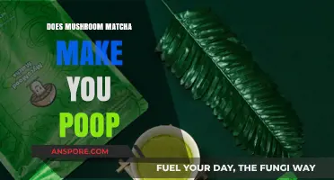 Mushroom Matcha and Digestion: Does It Really Make You Poop?
