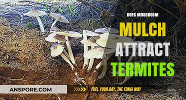 Mushroom Mulch: A Tasty Treat for Termites?