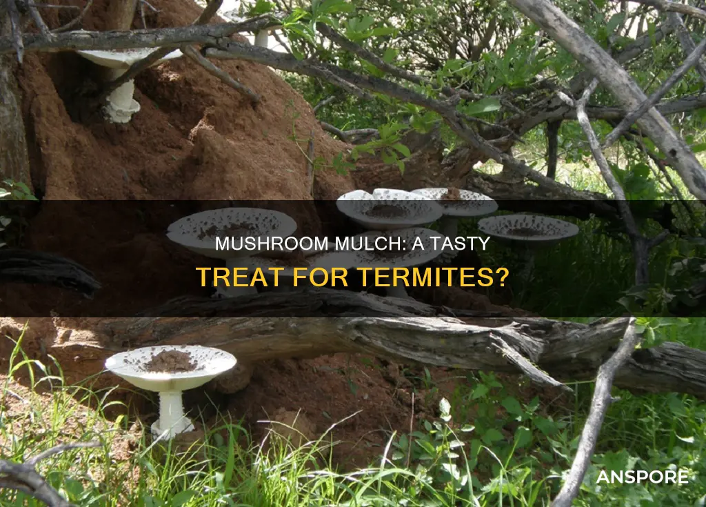 does mushroom mulch attract termites