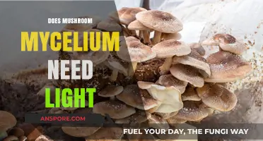 Mushroom Mycelium: Does Light Affect Growth?