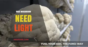 Mushroom Mysteries: Do They Need Light?