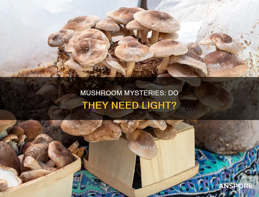 does mushroom need light