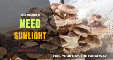 Mushroom Growth: Sunlight or Shade?