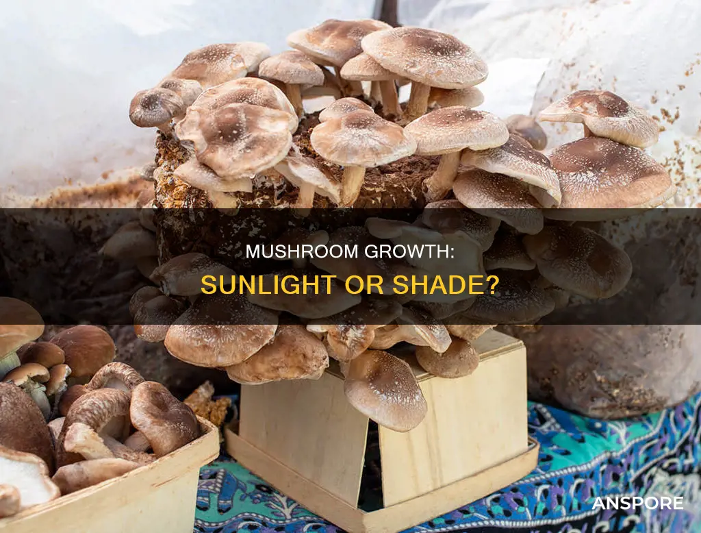 does mushroom need sunlight