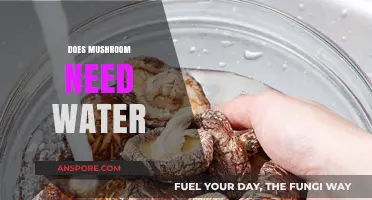 Mushroom Cultivation: Watering for Growth