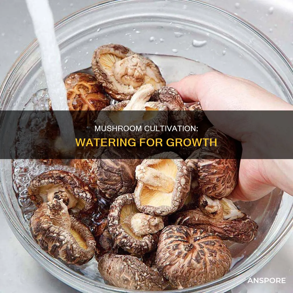 does mushroom need water