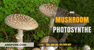 How Mushrooms Photosynthesize: An Unlikely Process