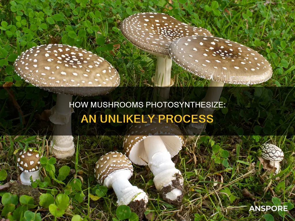 does mushroom photosynthesis