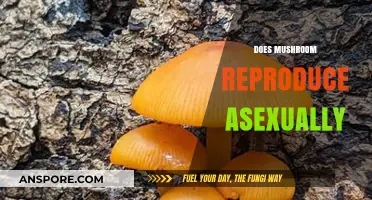 Mushroom's Asexual Reproduction: How Does It Work?