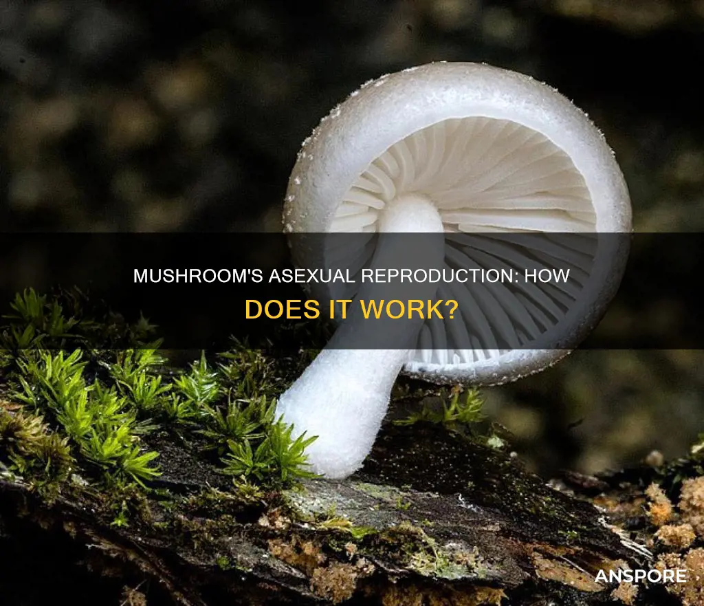 does mushroom reproduce asexually