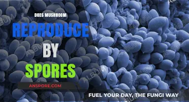 Mushroom Reproduction: Spores and More