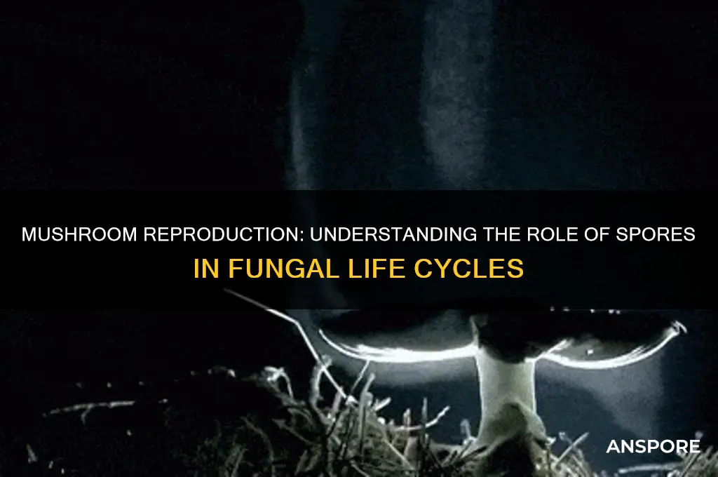 does mushroom reproduction contain spores
