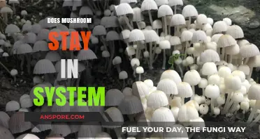 Mushroom Effects: How Long Do They Last?