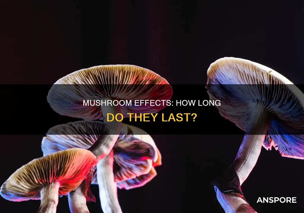 does mushroom stay in system