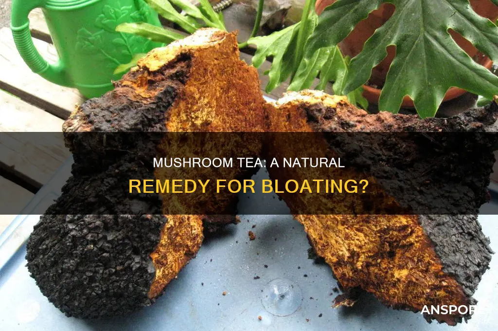 does mushroom tea help with bloating
