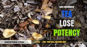 Mushroom Tea: Does It Lose Potency Over Time?