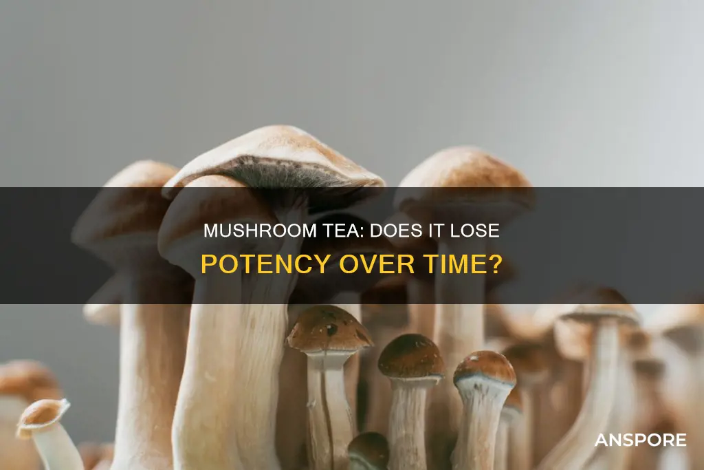 does mushroom tea lose potency